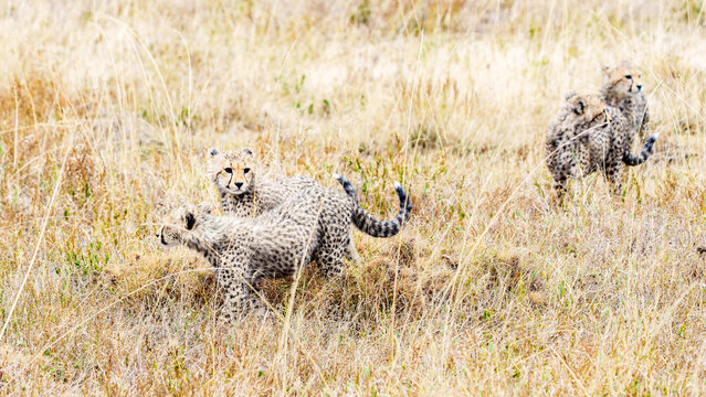 Four East African cheetah cud or Acinonyx jubatus playing in savannah grass of Serengeti,