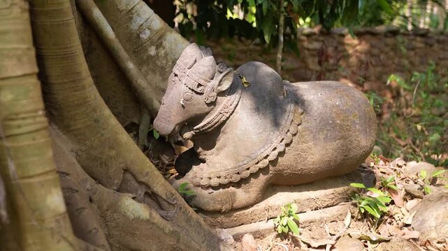 Close up of Nandi idol carved from stone.Stone sculpture of Nandi bull in temple ruins.