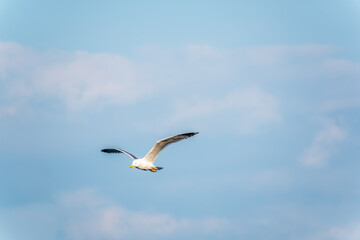 Fototapeta premium Beautiful Black Headed Gull, in elegant flight over blue water