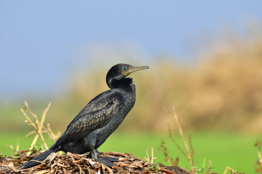 Indian cormorant or Indian shag (Phalacrocorax fuscicollis)