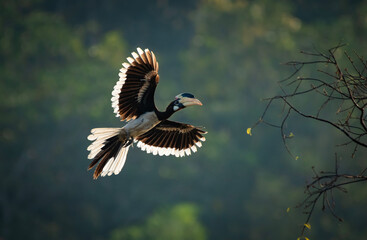 Malabar pied hornbill, also known as the lesser pied hornbill, is a bird in the hornbill family © prasanth