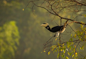 Malabar pied hornbill, also known as the lesser pied hornbill, is a bird in the hornbill family © prasanth