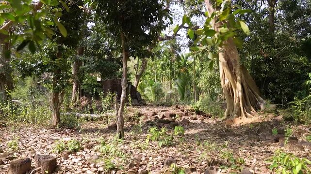 Dramatic jungle scene with ancient ruins.Abandoned ruins in dense jungle landscape.