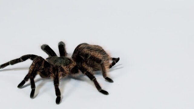 Large Hairy Tarantula Crawling Across a Plain White Studio Surface