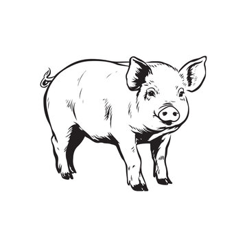 Wild Animal Pig Logotype Sign Isolated Graphic Design