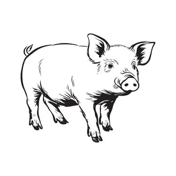 Wild Animal Pig Logotype Sign Isolated Graphic Design