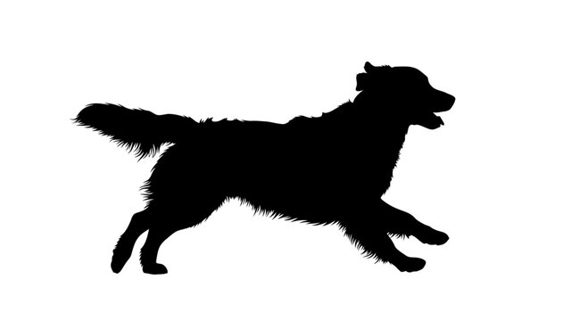 Black silhouette of a dog running