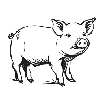 Wild Animal Pig Logotype Sign Isolated Graphic Design