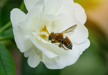 Honey bee on rose flower close up © Thasneempk