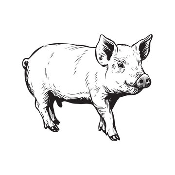 Wild Animal Pig Logotype Sign Isolated Graphic Design