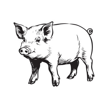 Wild Animal Pig Logotype Sign Isolated Graphic Design