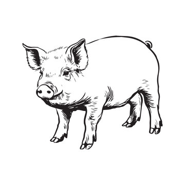 Wild Animal Pig Logotype Sign Isolated Graphic Design