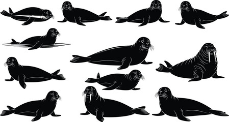 Large collection of black seal and walrus silhouettes isolated on white background featuring various marine life poses for arctic wildlife and ocean conservation. © MstAshida