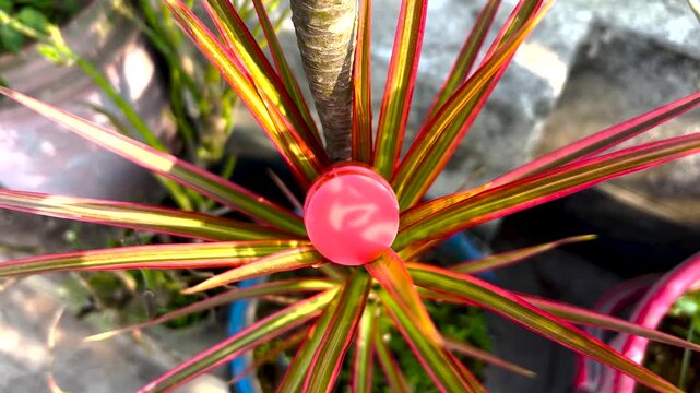 colorama dracaena Dracaena – Liberty Landscape Supply main image 1
