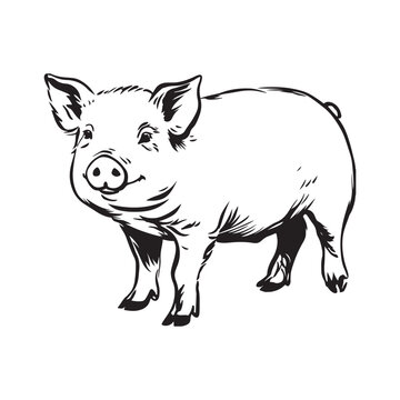 Wild Animal Pig Logotype Sign Isolated Graphic Design