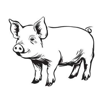 Wild Animal Pig Logotype Sign Isolated Graphic Design