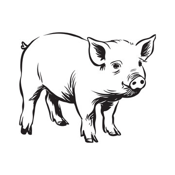 Wild Animal Pig Logotype Sign Isolated Graphic Design