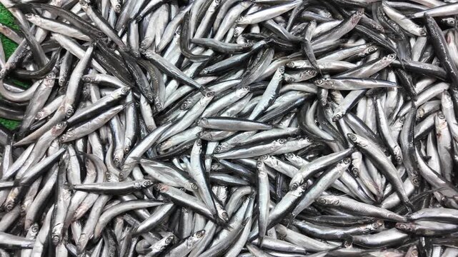 Freshly caught anchovies shimmer on display at fish market ready for sale and cooking.