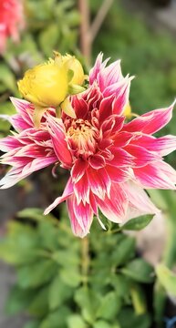 Daliya is an exceptionally beautiful flower
