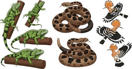 Wildlife vector illustration set with green iguanas on logs, coiled snakes, and hoopoe birds flying and perched isolated animal collection © Jahangir