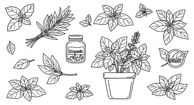Detailed basil outline icon set with fresh herb leaves, plant, and organic cooking illustrations
