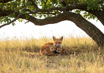 Fototapeta premium Wild fox family in grass, mother with kits, natural wildlife, woodland scene, hour lighting, autumn meadow.