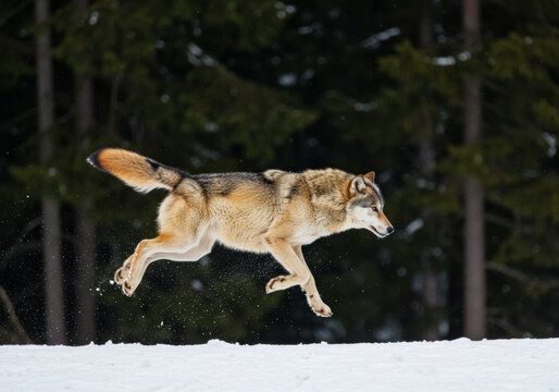 Canis lupus in mid air jump, snowflakes flying, forest backdrop, wild animal in motion, winter wilderness scene.