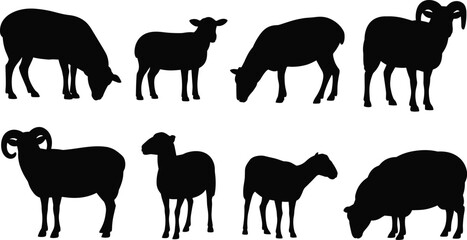 Eight black silhouettes of sheep and rams in different grazing and standing poses on a white background Keywords: sheep, ram, ewe, lamb, silhouette, farm animal, livestock, animal, grazing © Its me...