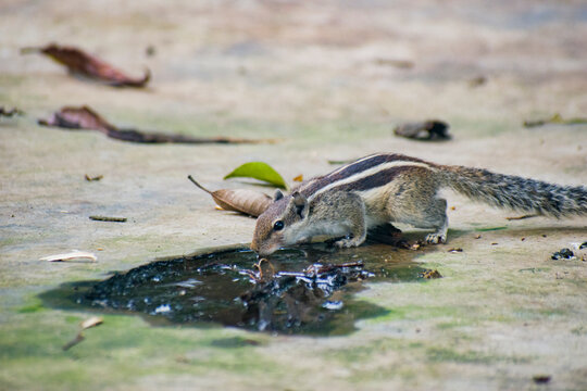Striped palm squirrel Funambulus drinking from a puddle on concrete.