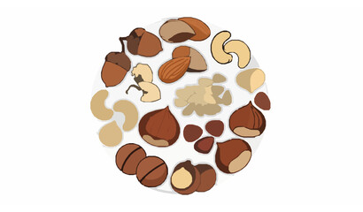 Vertical nut collection acorn almond cashew vector design © Protima
