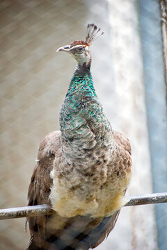 Female peahen Pavo cristatus perched on a metal bar in an enclosure.