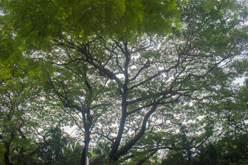Fototapeta premium Wide spreading tree canopy with sunlit leaves over a green park.
