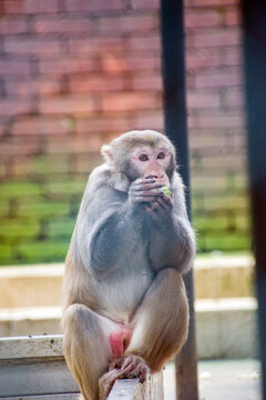 A primate member of the Cercopithecidae family in a natural setting.