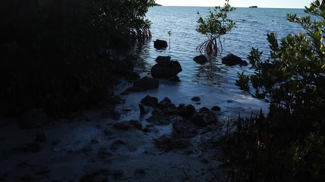 A rocky mangrove shoreline where young trees with prop roots grow in calm water, framed by dark foreground shadows and a bright sunlit horizon.