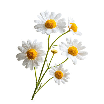 Botanical Still Life Chamomile Flowers on Transparent Background for Professional Designs