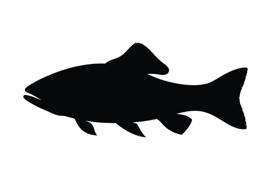salmon trout silhouette vector, salmon silhouette, freshwater fish vector, fish tattoo