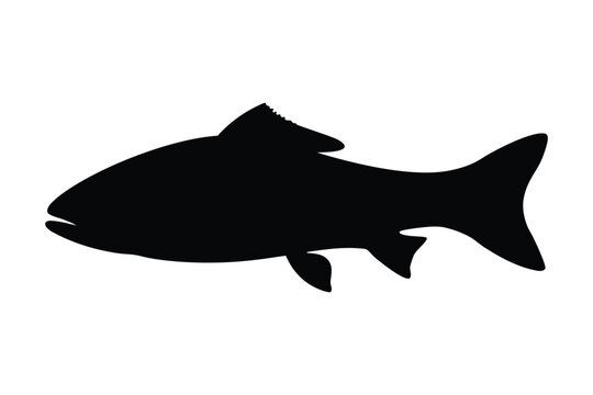 salmon trout silhouette vector, salmon silhouette, freshwater fish vector, fish tattoo