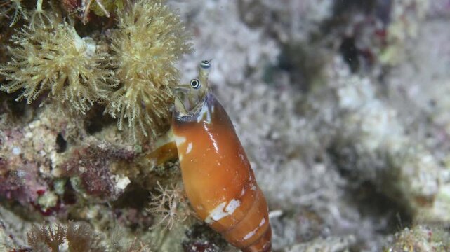 Komodo Indonesia Sea Snail in Cone Shell Macro Underwater Video Clip 10 Seconds 4k 24fps