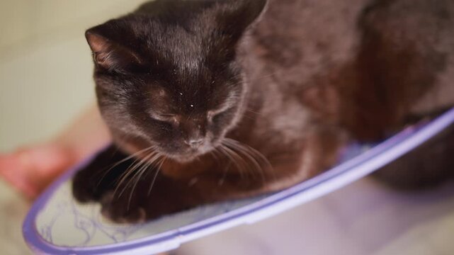 Gentle hand caresses feline calmness. Relaxed feline enjoys affectionate petting from caring human hand. Serene cat experiences soothing touch while kneading and resting on plastic surface