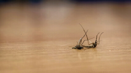 Dead mosquito on wooden surface macro photography insect pest control © Yuliantini