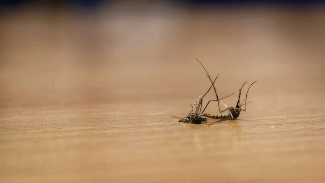 Dead mosquito on wooden surface macro photography insect pest control