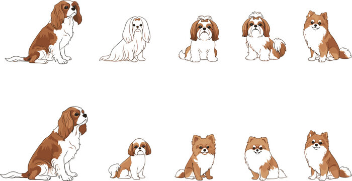 Small Dog Breeds Vector Set with Cavalier King Charles Spaniel, Shih Tzu, and Pomeranian in Sitting and Standing Poses for Cartoon, Pet, and Animal Illustrations