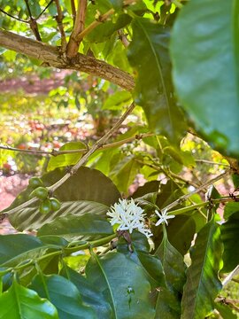 coffee tree and flowers
