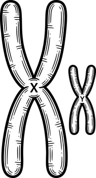 XX Chromosomes Female Genetics Science Hand Drawn Line Art Illustration