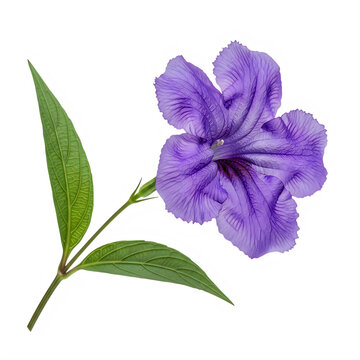 A single vibrant purple ruellia flower attached to a green stem with two healthy lanceolate leaves