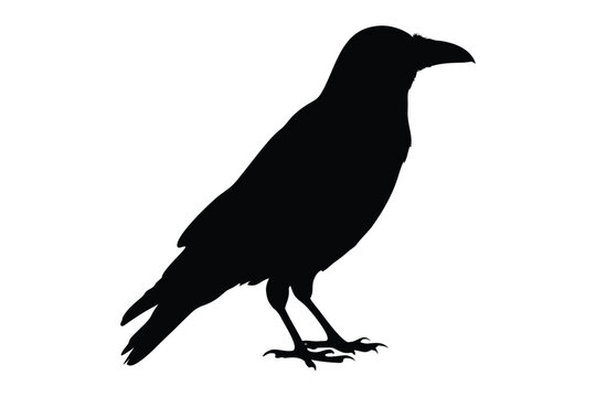 Crow raven bird silhouette vector, crow silhouette