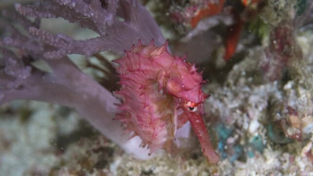 Komodo Indonesia Thorny Seahorse Macro Underwater Video Clip 15 Seconds 4k 24fps
