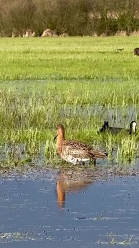 Uferschnepfe (Limosa limosa) bei Nahrungssuche, Blesshuhn im Hintergrund, Uferschnepfe sucht im flachen Wasser einer Feuchtwiese nach Nahrung, im Hintergrund Blesshuhn ebenfalls bei der Nahrungssuche