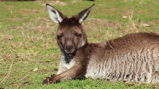 Portrait of a resting eastern grey kangaroo (Macropus giganteus) in natural habitat, South Australia