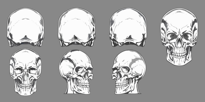 Anatomical study of human skulls in varying stages of decomposition